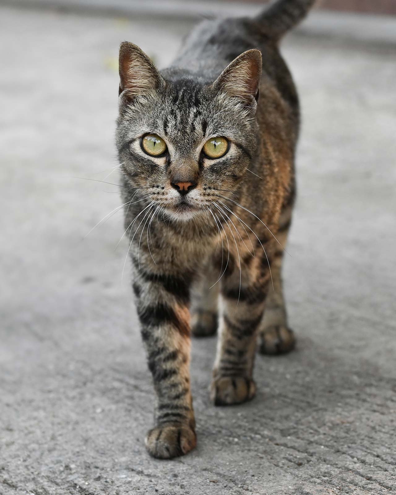 gray-cat-with-tiger-stripes-walking-on-the-sidewal-2022-04-04-21-17-44-utc.jpg