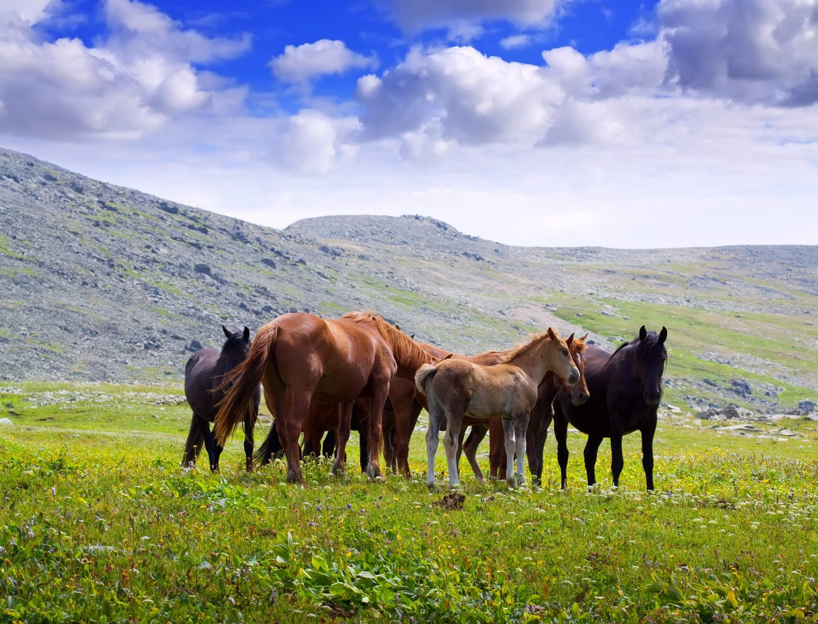 mountains-landscape-with-herd-horses-min